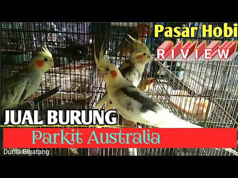 REVIEW HARGA BURUNG PARKIT AUSTRALIA | DI PASAR HOBI MAKASSAR JALAN