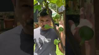 Egyptian fig Available in Miracle farm House mob: 9048505848