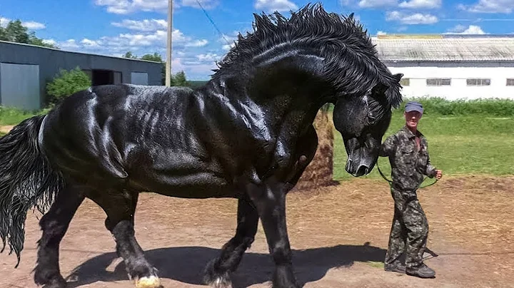 Most Powerful Horse Breed in the world - DayDayNews