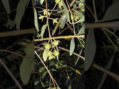 কী ফল বলতে পারবে || #shorts #vlog