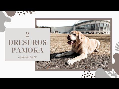 Video: Kaip Išmokyti šunį Komandos „vieta“