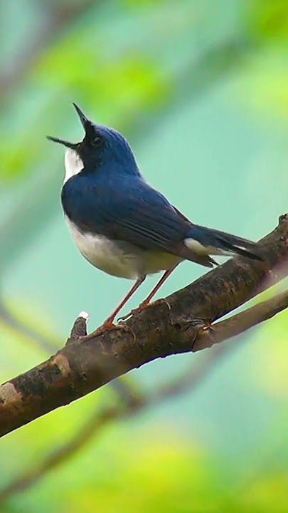 Crecetan merdu burung Robin Biru_Siberian Blue Robin #shorts
