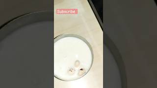 samak ke chawal ki kheer  food  cooking  recipe  ytshorts  viral  trending