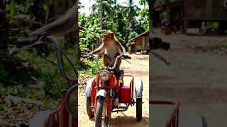 Monkey child driving motar cycle #viral #youtubeshorts #trending #shortvideo #new #officalvideo