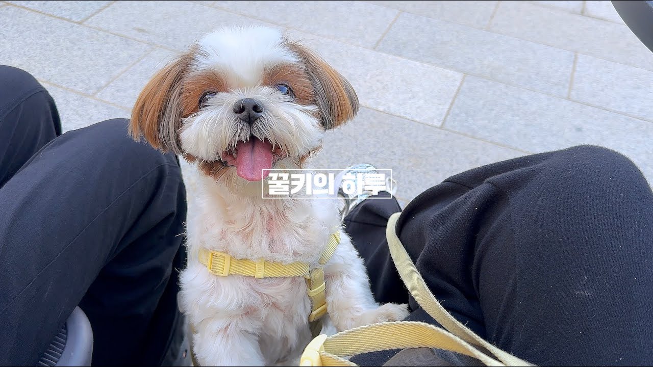 경기북부 돼지파티