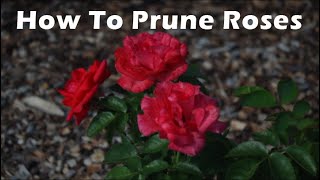 Rose Tips: How to Prune Roses in Texas