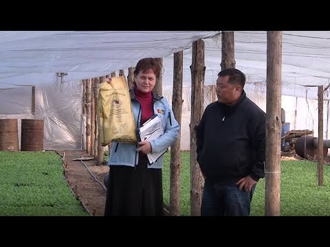 Выращивание рассады пекинской капусты и томатов с удобрениями Черный и Белый жемчуг