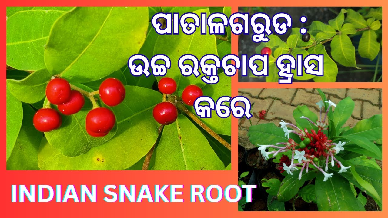 ପାତାଳଗରୁଡ || Amazing Benefits Of Sarpagandha || Indian Snake Root