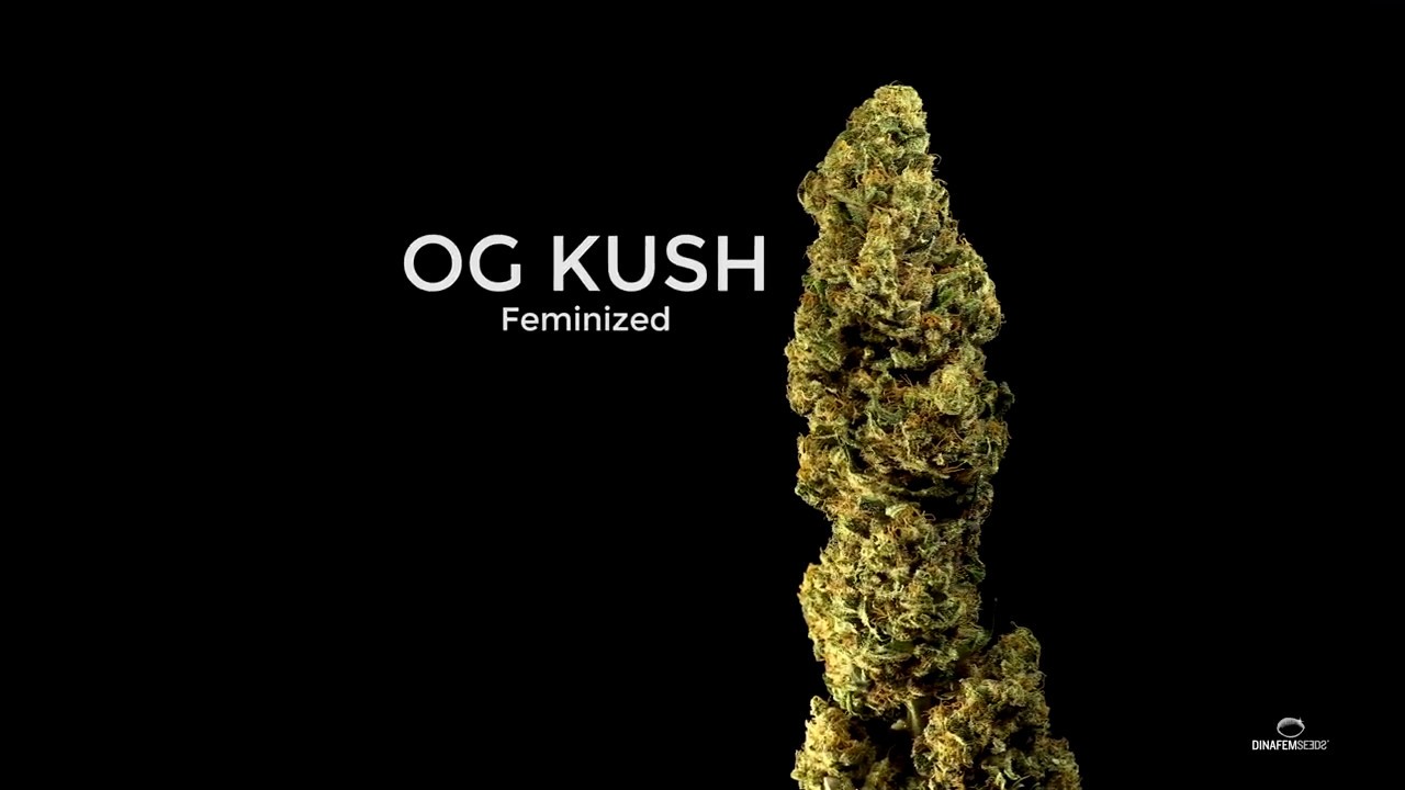 OG Kush feminized marijuana bud by Dinafem Seeds in 4k