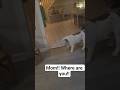 Where is pone? #bulldog #englishbulldog l# silly puppies#