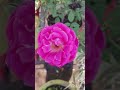 #flowers #gardeing #viral