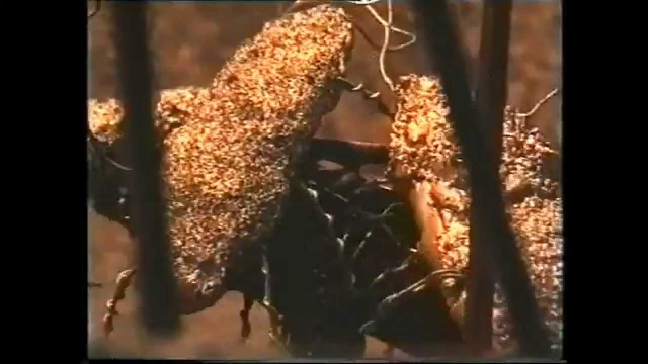 unt rwass r + bug-zone (1997)