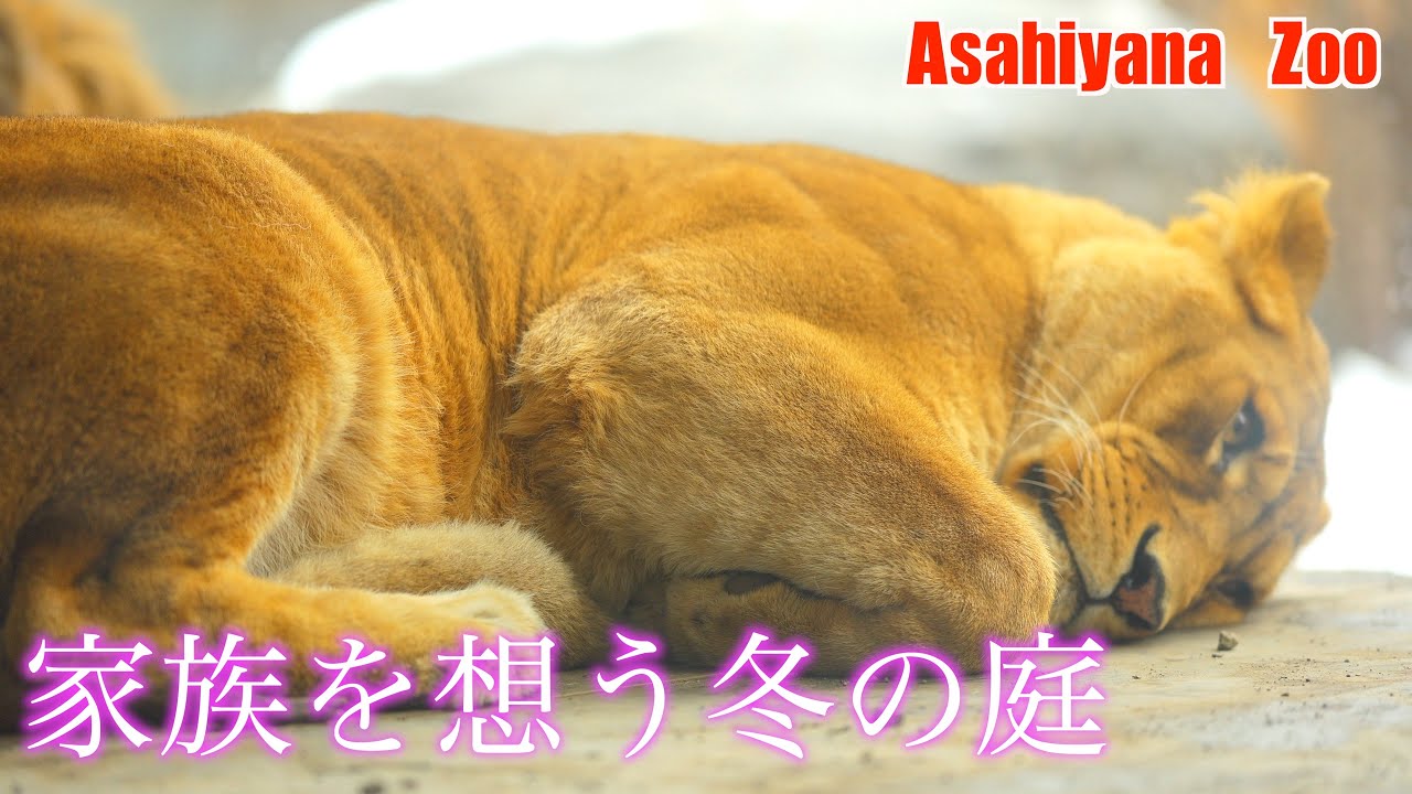 母ライオン・イオの冬の想い──失われた家族を探すまなざし　Mother Lion Io's Winter Thoughts──A Searching Gaze for Her Lost Family