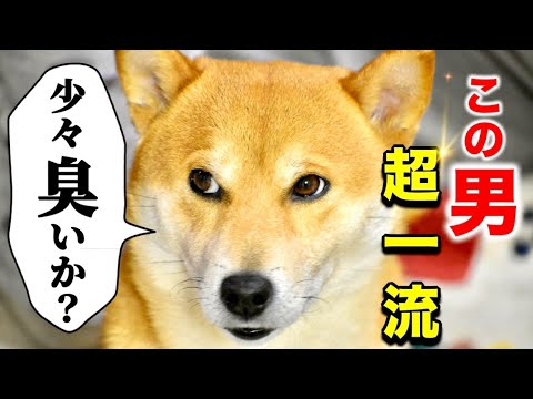 演技力に自信がない柴犬こむぎが案の定三浦大根役者だった日のあるじのステップ【三浦半島ジブリ】