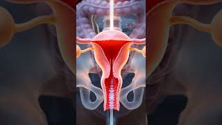 Menstrual Cycle In 3D How Your Period Actually Works