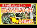 鳥の被害が止まらい、、、防鳥くるくるトルネード？？