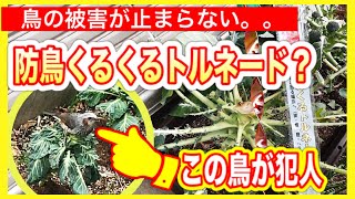 鳥の被害が止まらい、、、防鳥くるくるトルネード？？