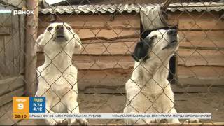 Один день в приюте для животных - Другой день - Утро Один день в приюте для животных - Другой день - Утро
