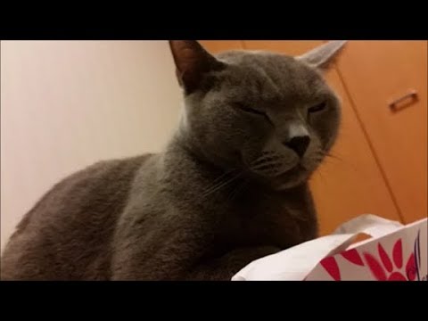 目覚まし時計も占領する灰色猫(キッス映像入り) - YouTube