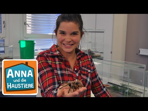 Video: Pinke chilenische Vogelspinne: Beschreibung, Lebensraum, Merkmale, Foto