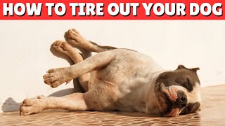 How To Tire Out Your Dog and Keep Them Healthy in the Same Time