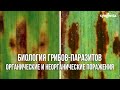 Биология грибов-паразитов. Органические и неорганические повреждения.