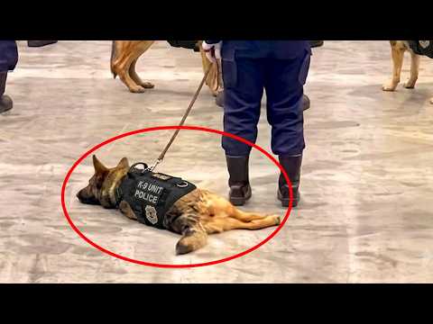 When Your Dog Dreams of Being A Police Dog... But Look at This!😂