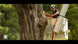 Baxters Tree Service Burlington