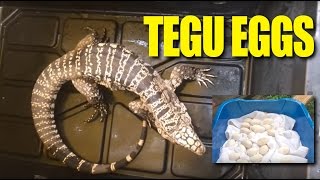 Tegu Eggs at Breakfast