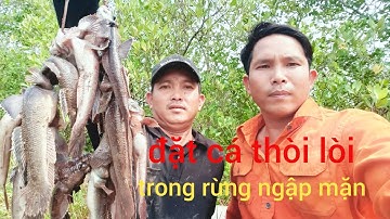 trải nghiệm cách đặt cá thòi lòi bằng chai nhựa trong rừng ngập mặn hiệu quả cao