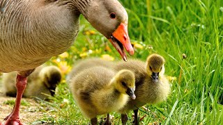 Small Furry Baby Ducks! 😍