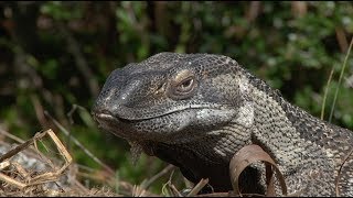 Monitor Plunders Alligator Nest 03