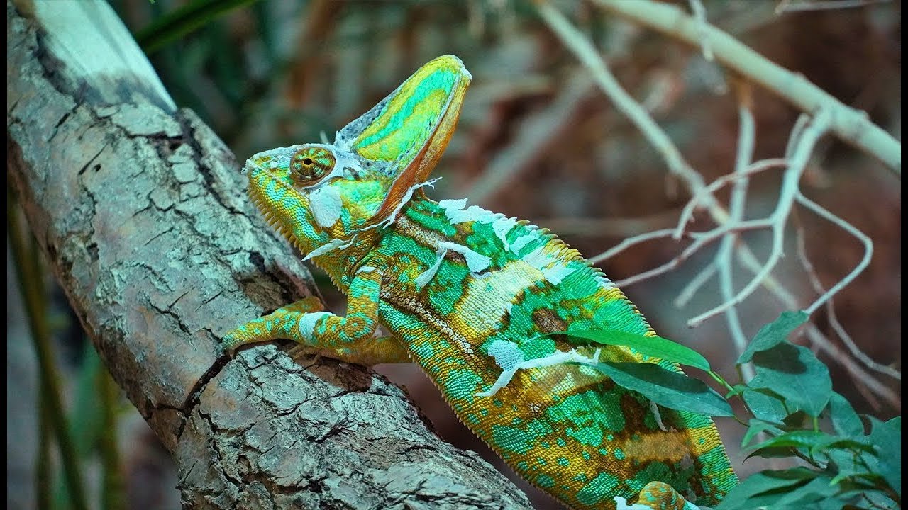 chameleon Compilation -Super Chameleon Changing Colors Quickly - YouTube