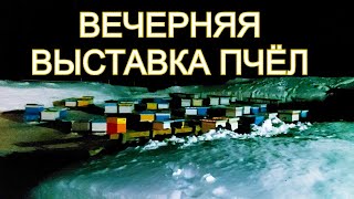 Какой отход пчёл после зимовки в помещении