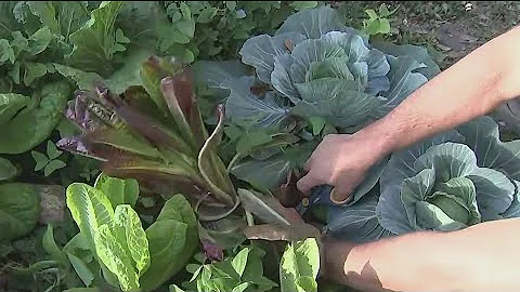 What to do when your lettuce is ‘bolting’