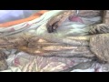 Анатомия: вены и артерии нижних конечностей