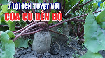 7 LỢI ÍCH TUYỆT VỜI CỦA CỦ DỀN ĐỎ
