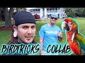 Macaw Training with Birdtricks finally! And Freeflying Parrots with BlueMacawHouse!