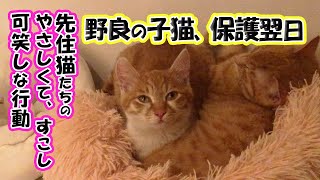 #51 野良子猫、捕獲の翌日に先住猫たちがとった優しくて温かくて、すこし可笑しな行動