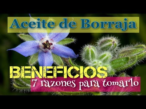 ❤️ ACEITE BORRAJA 👉 BENEFICIOS: 7 RAZONES para TOMAR ACEITE de BORRAJA