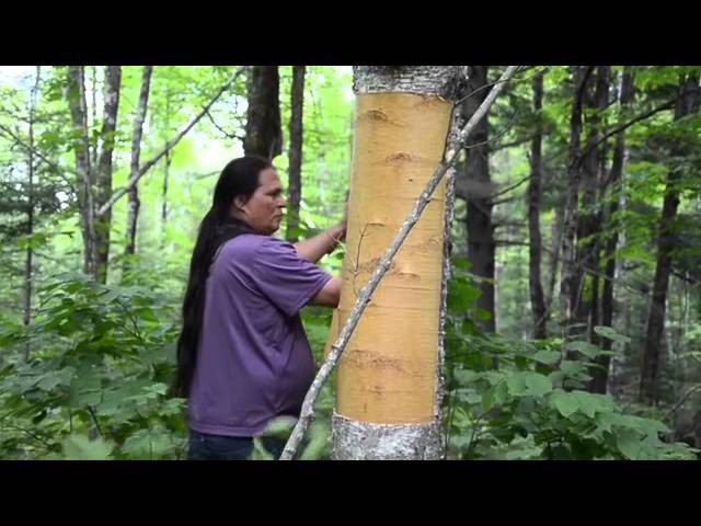 Harvest season at MOYA- How we harvest birch bark - MOYA Birch Bark