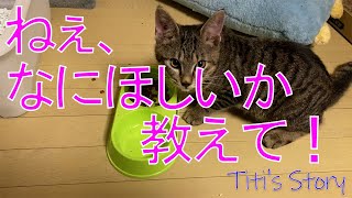 What would you like as a birthday present for a 'shelter cat'? by 保護猫『るる らら ティティ』物語 49 views 1 year ago 2 minutes, 23 seconds