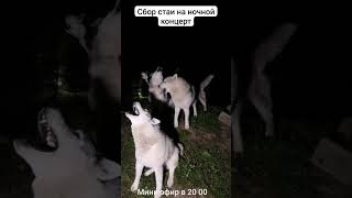 ночной концерт #хаски #собаки #питомцы