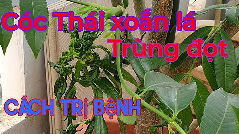 Cách trị cóc Thái xoắn lá trùng đọt. Cách trồng cây cóc Thái Lan trong chậu sai trĩu quả.