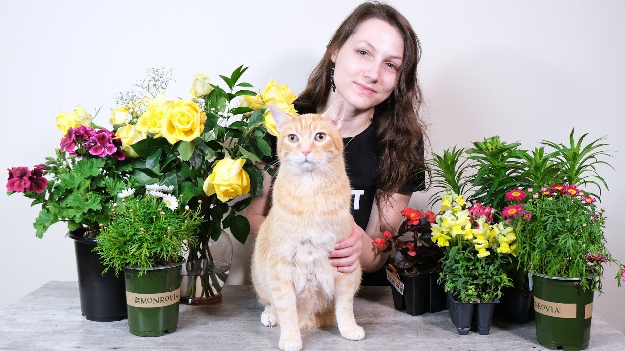 Top 5 Plants Safe For Cats (And 5 To Avoid!)