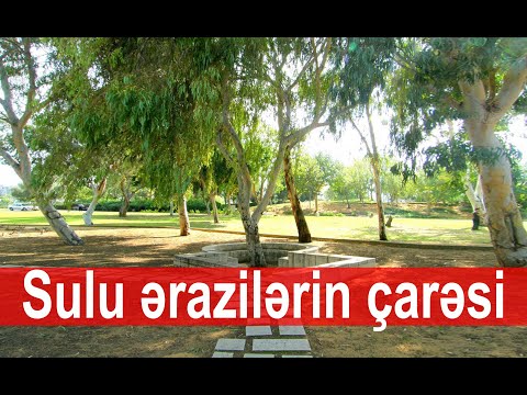 Video: Evkalipt Ağacları və Külək - Evkalipt Ağacının Külək Zərərinin Qarşısını Necə Müalicə Etmək olar
