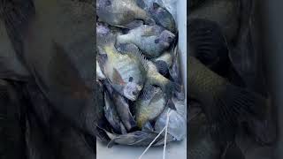 BLUEGILLS!  #crappie #bluegill #shellcracker #floridalife #crappiefishingfools #fishing #fry