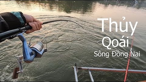 Câu Cá Sông Đồng Nai Đụng Phải Hàng Hiếm Nặng 3X kg