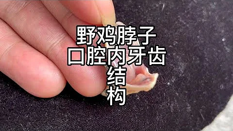 野鸡脖子口腔内独特的牙齿结构，如何导致人中毒？ - 天天要闻