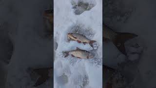 Язь с дальнего кордона. #shorts  #рыбалка #fishing #icefishing